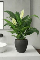Artificial Peace Lily in Easington Pot - 70cm